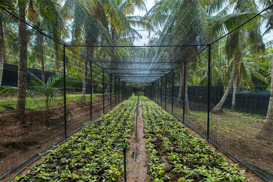 Cut Foliage for Export