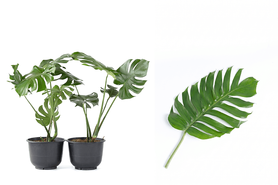 Exotic Tropical Foliage